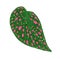Hand drawn Illustration Begonia tropical leaf