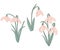 Hand drawn illustration of beige snowdrop galanthus flower with green leaves. Spring forest plant, pastel nature