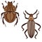 Hand drawn illustration of bug insect in beige brown colors. Nature species arthropod, minimalist style, earth tone