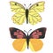 Hand drawn illustration of california dogface butterfly Zerene eurydice, state insect symbol. Biology zoology bug