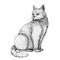 Hand drawn illustration of cat. Line art sketch style of sitting white cat. Black and white image.