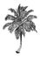 Hand drawn illustration of coconut tree. sketch of palm tree