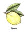 Hand drawn illustration - colorful Lemon. Citrus fruit with leaves. Watercolor