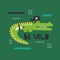 Hand drawn illustration, crocodile - pirate and english text. Colorful cute background. Be wild. Funny reptile