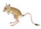 Hand drawn illustration of egyptian jerboa