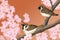 Hand drawn illustration of Eurasian tree sparrows sitting among Japanese Yoshino cherry flowers