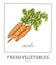 Hand drawn illustration of isolated carrot