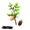 Hand drawn illustration of Jojoba or Simmondsia chinensis isolated on white background. Organic healthy food. Digital art with