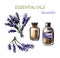 Hand drawn illustration with lavender essential oil