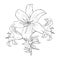 Hand drawn illustration of lily flower. sketch of plant