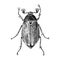 Hand drawn illustration of Maybug
