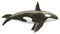 Hand-drawn illustration of an Orca Whale Orcinus orca