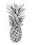 Hand drawn illustration of pineapple. realistic sketch of fruit