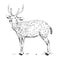 Hand drawn illustration of stag. realistic sketch of wild animal