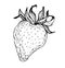 Hand drawn illustration - strawberries