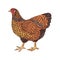 Hand drawn illustration of wyandotte chicken