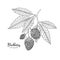 Hand drawn illustrations of blackberry isolated on white background. Vintage botanical engraving illustration of