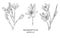 Hand drawn illustrations of Schizostylis