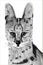 Hand drawn image of a Serval