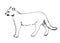 Hand-drawn ink vector drawing. Wild animal cougar in full growth side view. Nature, predator, puma.