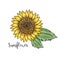 Hand drawn isolated illustration. Colorful summer sketch, watercolor style. Bright and blurred sunflower with leaves. inscription