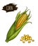 Hand drawn isolated ripe corn cobs and grain with label