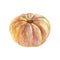 Hand drawn isolated whole pumpkin. Watercolor fresh vegetable