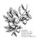 Hand drawn jojoba branch. Vector engraved illustration. Cosmetic and medical essential oil. Food ingredient, healthcare, beauty.