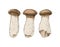Hand drawn King Oyster mushrooms