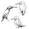 Hand-drawn kingfishers. Vector sketch illustration.