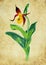 Hand-drawn Lady`s Slipper Orchid - Venus`s Slipper - Cypripedium Calceolus - Flower - Plant - Vintage
