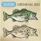 Hand drawn largemouth bass or gamefish