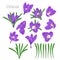 Hand drawn lilac crocus flowers clipart. Floral design element. Isolated on white background. Vector illustration