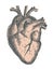 Hand drawn line art anatomic human heart