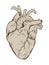 Hand drawn line art anatomically correct human heart. Isolated vector illustration.