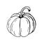 Hand drawn line art illustration. Drawing healthy food - pumpkin. Vector graphic.