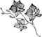 Hand drawn line art orchids flower plant blossom graphic nature art beautiful decoration decorative design monochrome