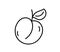 Hand drawn line peach, apricot fruit outline icon vector doodle illustration, suitable for coloring book, logo