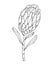 Hand drawn line Protea isolated on white background. Outline exotic flower. King Protea