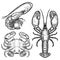 Hand drawn lobster, crab, shrimp illustrations on white background. Seafood. Design elements for poster, emblem, sign, badge, menu