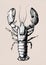 Hand drawn lobster gray scale