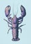 Hand drawn lobster isolated on blue background