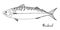 Hand drawn mackerel. Vector illustration in sketch style