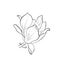 Hand drawn magnolia flower. contour flourish illustration. vector floral element for greeting and invitation design