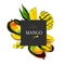 Hand drawn mango whole, sliced, cube with leaves in design template. Colored engraved illustration. Square stylish frame