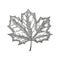 Hand Drawn Maple Leaf Vintage Engrave Sketch. Vector