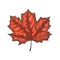 Hand Drawn Maple Leaf Vintage Engrave Sketch. Vector