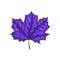 Hand Drawn Maple Leaf Vintage Engrave Sketch. Vector