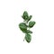 Hand drawn marjoram branch with green leaves, sketch vector illustration isolated on white background.