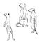 Hand drawn meerkats. Vector sketch  illustration